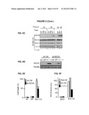 PROCESS FOR THE IDENTIFICATION OF COMPOUNDS FOR TREATING CANCER diagram and image