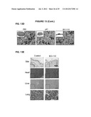 PROCESS FOR THE IDENTIFICATION OF COMPOUNDS FOR TREATING CANCER diagram and image