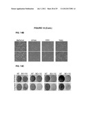 PROCESS FOR THE IDENTIFICATION OF COMPOUNDS FOR TREATING CANCER diagram and image