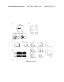 COMPOSITIONS AND METHODS OF ALTERATION OF AUTOIMMUNE DISEASES diagram and image