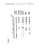 COMPOSITIONS AND METHODS FOR TREATMENT, DIAGNOSIS AND PROGNONIS OF     MESOTHELIOMA diagram and image