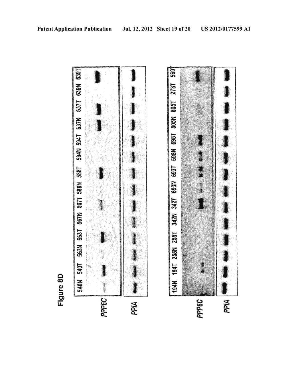 COMPOSITIONS AND METHODS FOR TREATMENT, DIAGNOSIS AND PROGNONIS OF     MESOTHELIOMA - diagram, schematic, and image 20