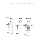 Antibodies That Specifically Bind to A Beta Oligomers and Use Thereof diagram and image