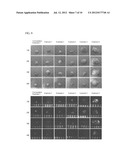 DRUG DELIVERY FORMULATION FOR CONTROLLING OF INITIAL BURST AND     MANUFACTURING METHOD THEREOF diagram and image