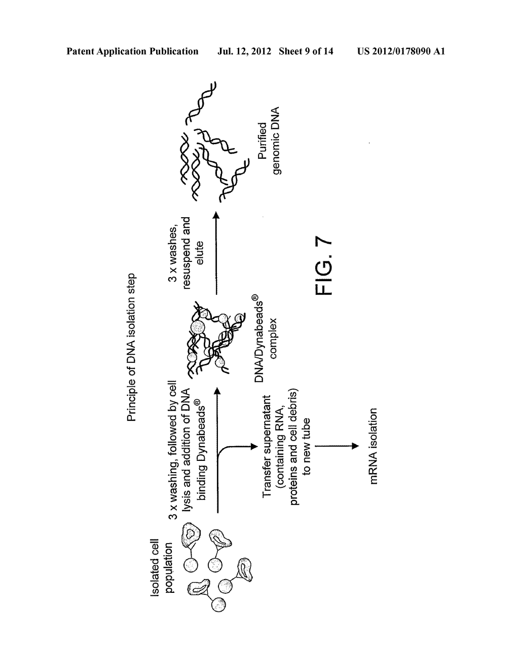 METHOD FOR ISOLATING NUCLEIC ACIDS AND PROTEIN FROM A SINGLE SAMPLE - diagram, schematic, and image 10