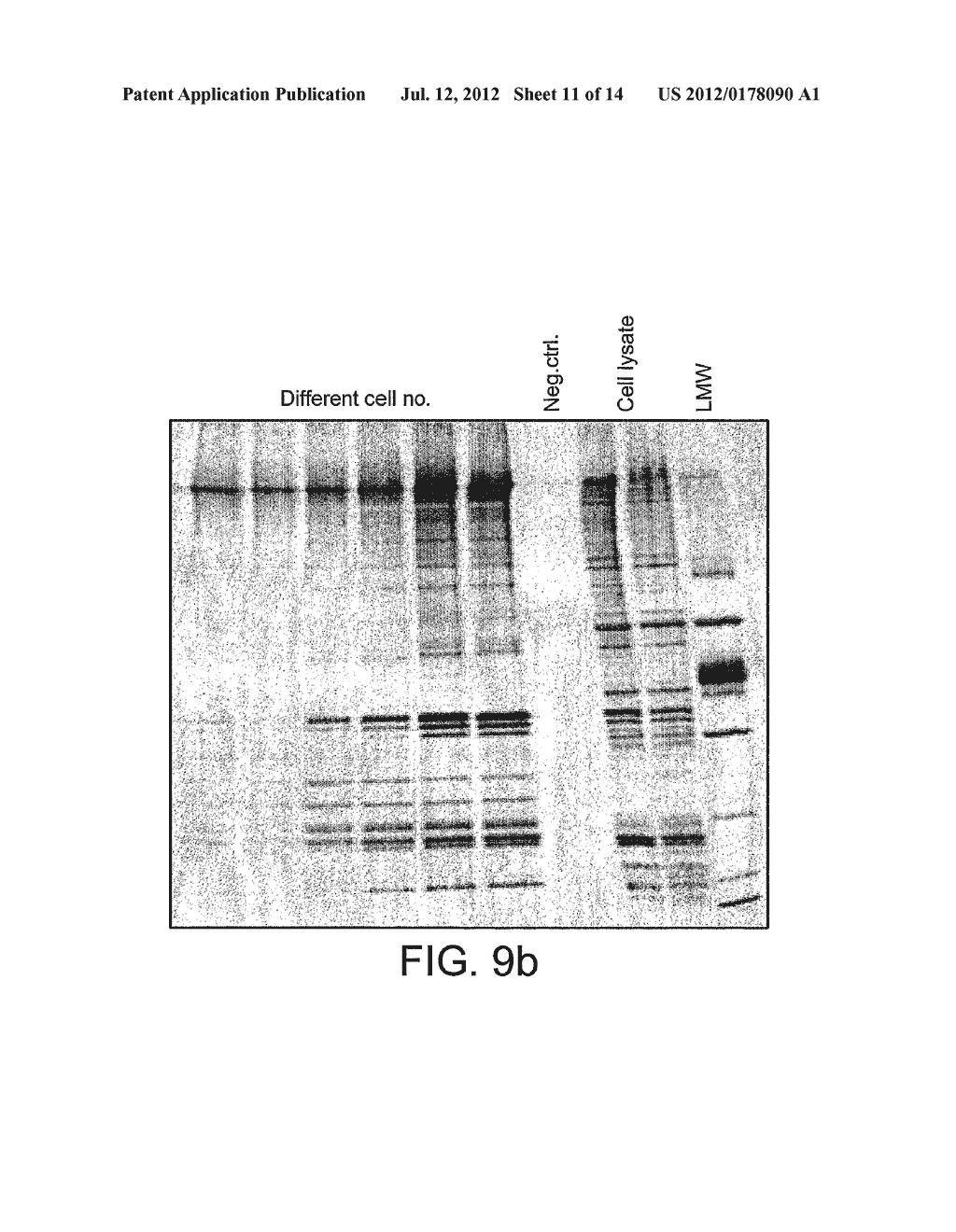 METHOD FOR ISOLATING NUCLEIC ACIDS AND PROTEIN FROM A SINGLE SAMPLE - diagram, schematic, and image 12