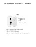 POLYPEPTIDES FOR IDENTIFYING FUNGICIDALLY ACTIVE COMPOUNDS diagram and image