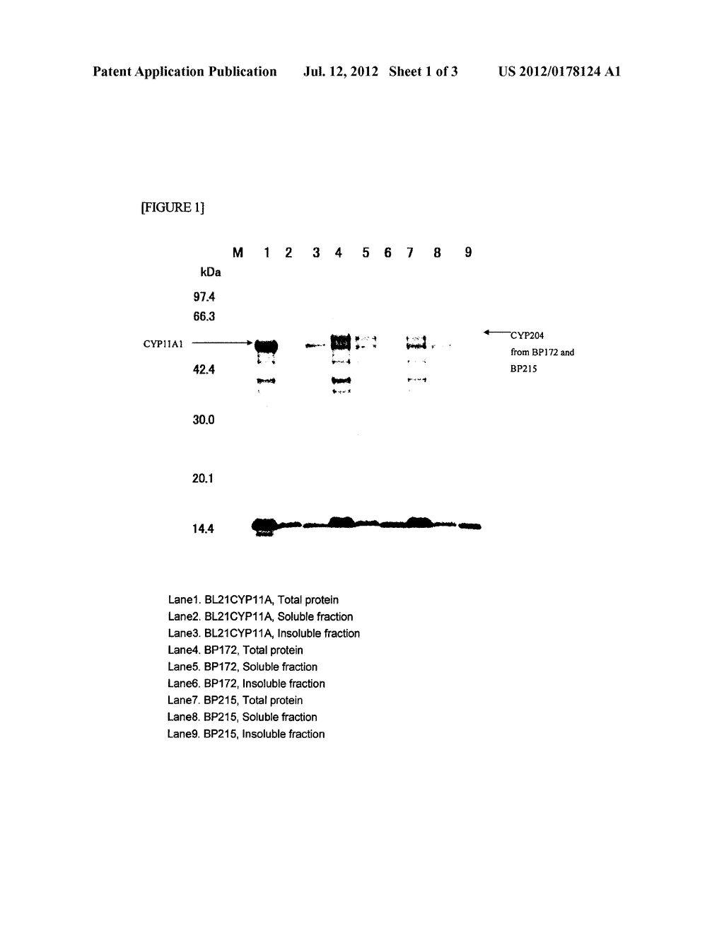 STEROL SIDE CHAIN-CLEAVING ENZYME PROTEIN AND USE THEREOF - diagram, schematic, and image 02