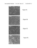 CELL-MEDIATED SILICA SOL-GEL ENCAPSULATION OF LIVING CELLS AND TISSUES diagram and image