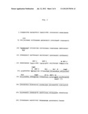 GENETIC VARIANT OF THE ANNEXIN A5 GENE diagram and image