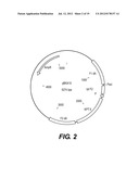 RECOMBINANT POXVIRUS EXPRESSING HOMOLOGOUS GENES INSERTED INTO THE     POXVIRAL GENOME diagram and image