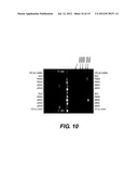 RECOMBINANT POXVIRUS EXPRESSING HOMOLOGOUS GENES INSERTED INTO THE     POXVIRAL GENOME diagram and image