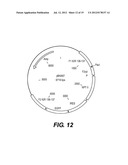 RECOMBINANT POXVIRUS EXPRESSING HOMOLOGOUS GENES INSERTED INTO THE     POXVIRAL GENOME diagram and image