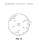 RECOMBINANT POXVIRUS EXPRESSING HOMOLOGOUS GENES INSERTED INTO THE     POXVIRAL GENOME diagram and image