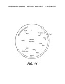 RECOMBINANT POXVIRUS EXPRESSING HOMOLOGOUS GENES INSERTED INTO THE     POXVIRAL GENOME diagram and image