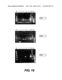 RECOMBINANT POXVIRUS EXPRESSING HOMOLOGOUS GENES INSERTED INTO THE     POXVIRAL GENOME diagram and image