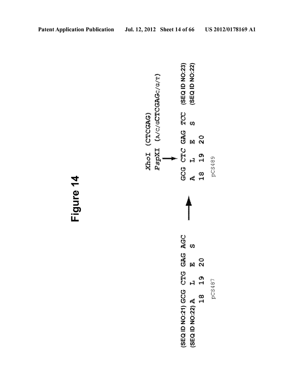 TAL EFFECTOR-MEDIATED DNA MODIFICATION - diagram, schematic, and image 15