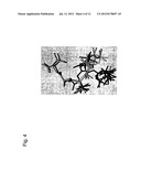 Compositions and methods for the inhibition of dishevelled proteins diagram and image