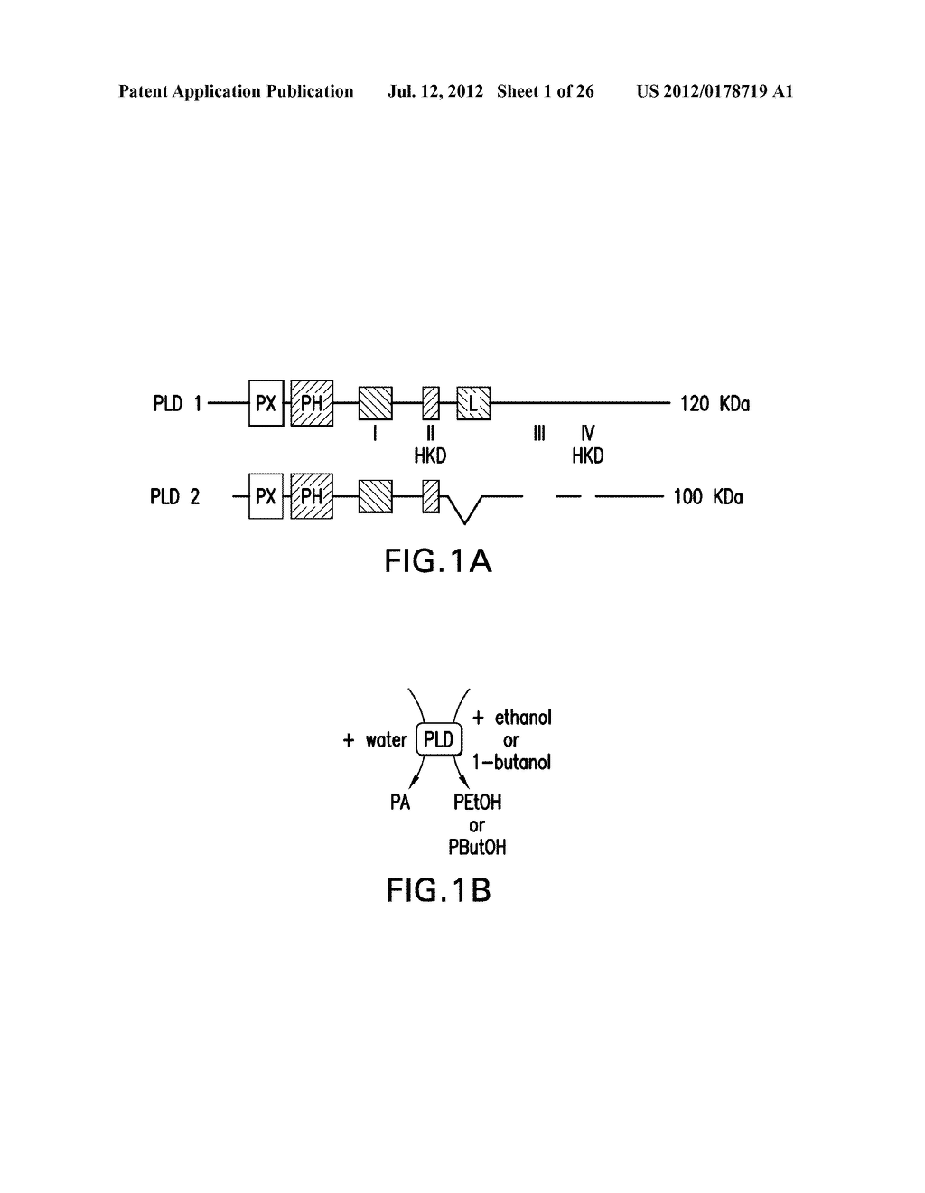 MODULATION OF PHOSPHOLIPASE D FOR THE TREATMENT OF NEURODEGENERATIVE     DISORDERS - diagram, schematic, and image 02