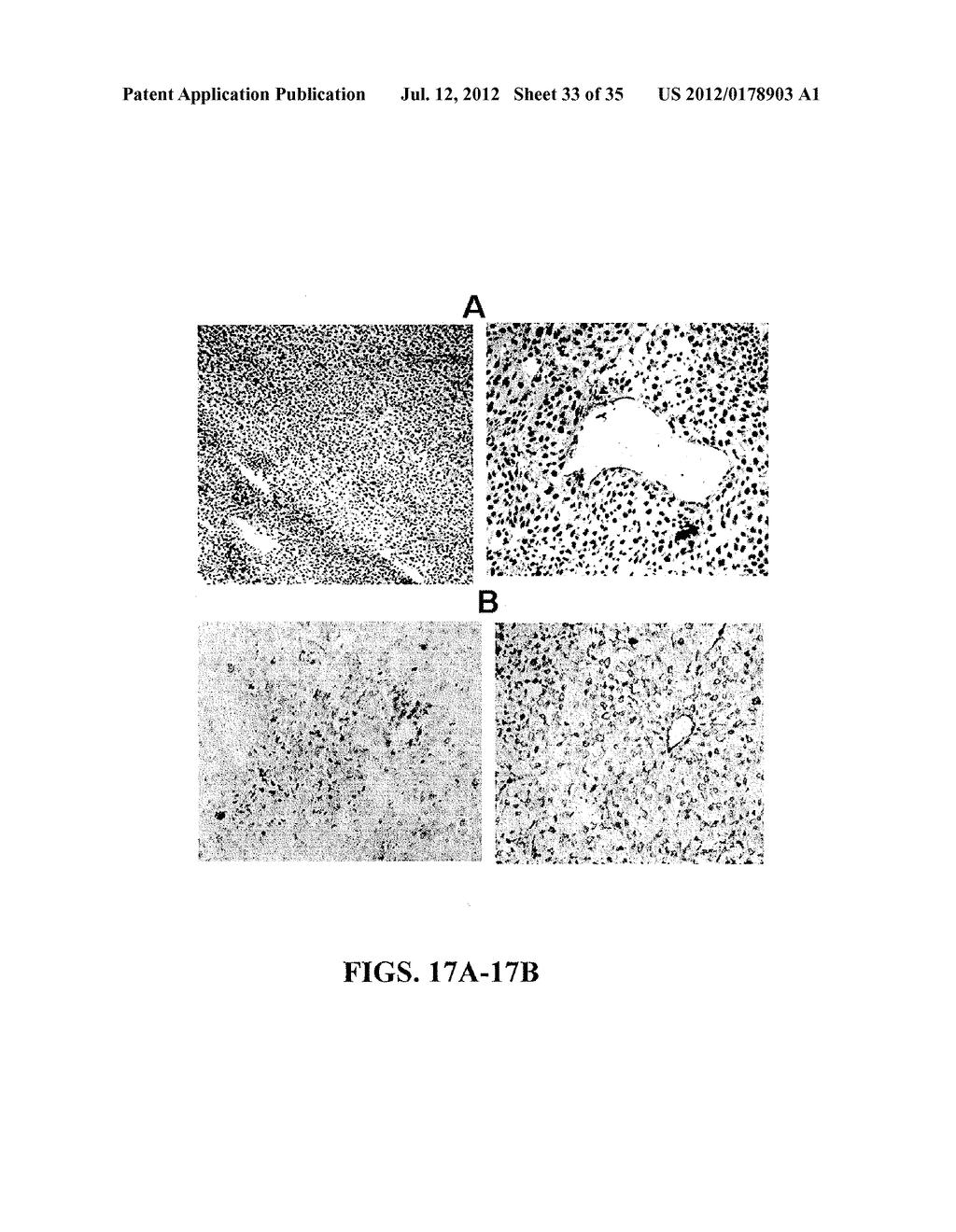 Methods and Compositions Related to Adenoassociated Virus-Phage Particles - diagram, schematic, and image 34