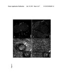 MEMBRANE-INTEGRATED MICROFLUIDIC DEVICE FOR IMAGING CELLS diagram and image