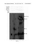 GAMMA SECRETASE INHIBITOR FOR TREATMENT OF HERPESVIRUS INFECTION diagram and image