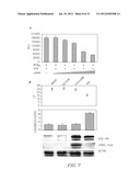 GAMMA SECRETASE INHIBITOR FOR TREATMENT OF HERPESVIRUS INFECTION diagram and image