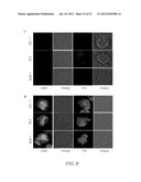 GAMMA SECRETASE INHIBITOR FOR TREATMENT OF HERPESVIRUS INFECTION diagram and image