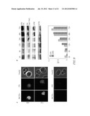 GAMMA SECRETASE INHIBITOR FOR TREATMENT OF HERPESVIRUS INFECTION diagram and image