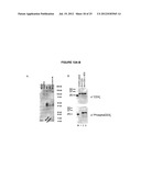 FULLY HUMAN ANTIBODIES TO BTLA diagram and image