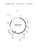 RECOMBINANT FELINE LEUKEMIA VIRUS VACCINE CONTAINING OPTIMIZED FELINE     LEUKEMIA VIRUS ENVELOPE GENE diagram and image