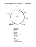 RECOMBINANT FELINE LEUKEMIA VIRUS VACCINE CONTAINING OPTIMIZED FELINE     LEUKEMIA VIRUS ENVELOPE GENE diagram and image