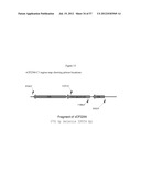 RECOMBINANT FELINE LEUKEMIA VIRUS VACCINE CONTAINING OPTIMIZED FELINE     LEUKEMIA VIRUS ENVELOPE GENE diagram and image