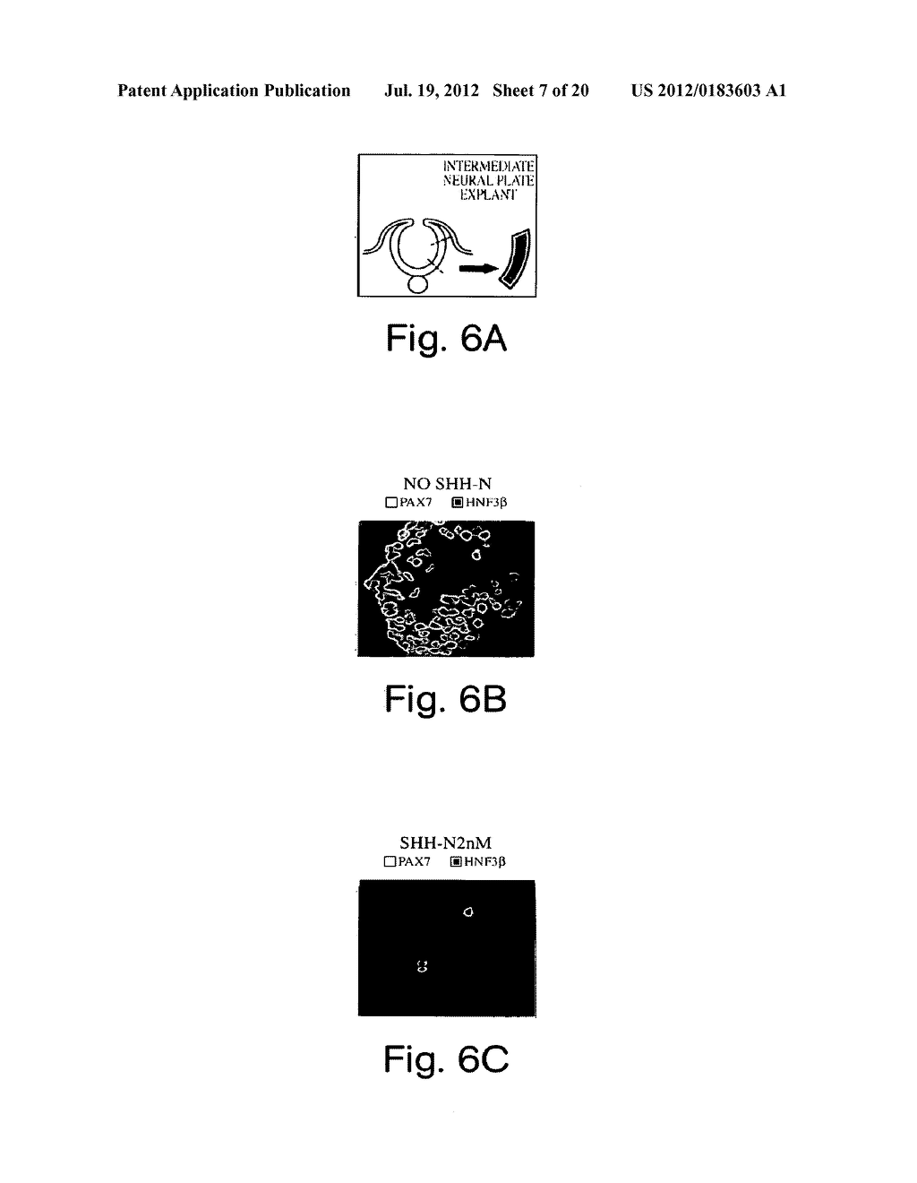 INHIBITORS OF HEDGEHOG SIGNALING PATHWAYS, COMPOSITIONS AND USES RELATED     THERETO - diagram, schematic, and image 08