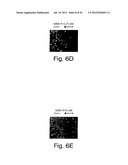 INHIBITORS OF HEDGEHOG SIGNALING PATHWAYS, COMPOSITIONS AND USES RELATED     THERETO diagram and image