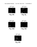 INHIBITORS OF HEDGEHOG SIGNALING PATHWAYS, COMPOSITIONS AND USES RELATED     THERETO diagram and image