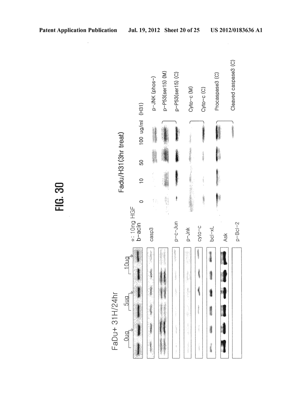 ANTI-CANCER COMPOSITION COMPRISING AQUATIC MICROBIAL EXTRACT - diagram, schematic, and image 21