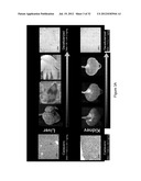 DECELLULARIZATION AND RECELLULARIZATION OF ORGANS AND TISSUES diagram and image