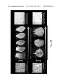 DECELLULARIZATION AND RECELLULARIZATION OF ORGANS AND TISSUES diagram and image