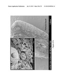 DECELLULARIZATION AND RECELLULARIZATION OF ORGANS AND TISSUES diagram and image