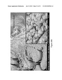 DECELLULARIZATION AND RECELLULARIZATION OF ORGANS AND TISSUES diagram and image