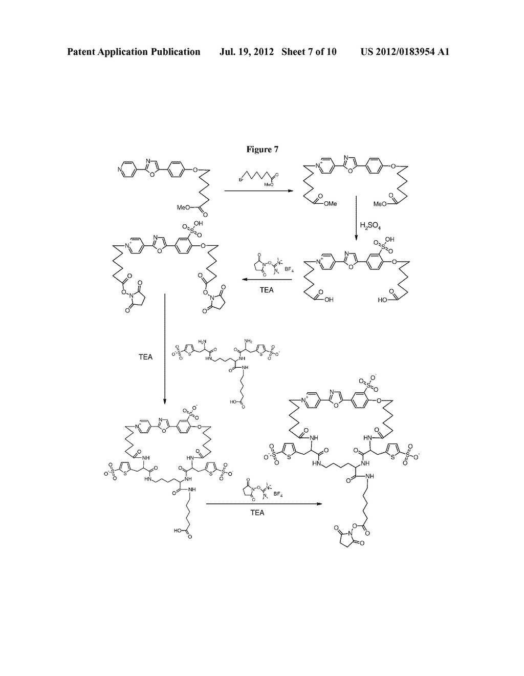 LUMINESCENT DYES WITH A WATER-SOLUBLE INTRAMOLECULAR BRIDGE AND THEIR     BIOLOGICAL CONJUGATES - diagram, schematic, and image 08