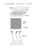 DETERMINATION OF FETAL ANEUPLOIDY BY QUANTIFICATION OF GENOMIC DNA FROM     MIXED SAMPLES diagram and image