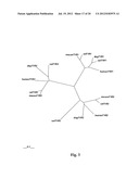 Taste Receptors Of The T1R Family From Domestic Dog diagram and image