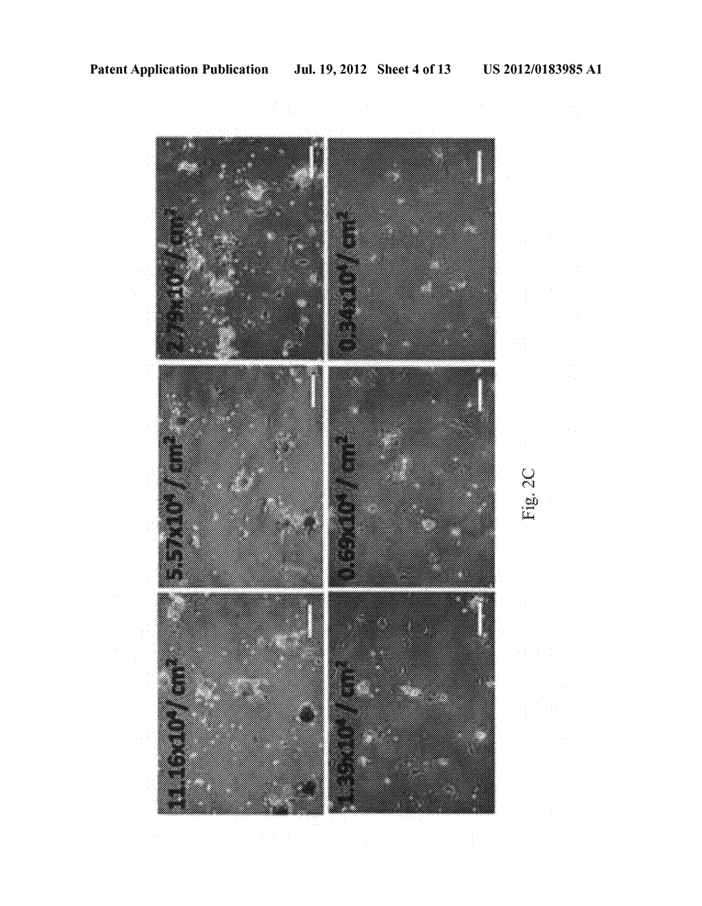 METHOD FOR THE MANUFACTURE OF MICROTISSUES FOR INDUCING THE GROWTH OF A     HAIR FOLLICLE - diagram, schematic, and image 05