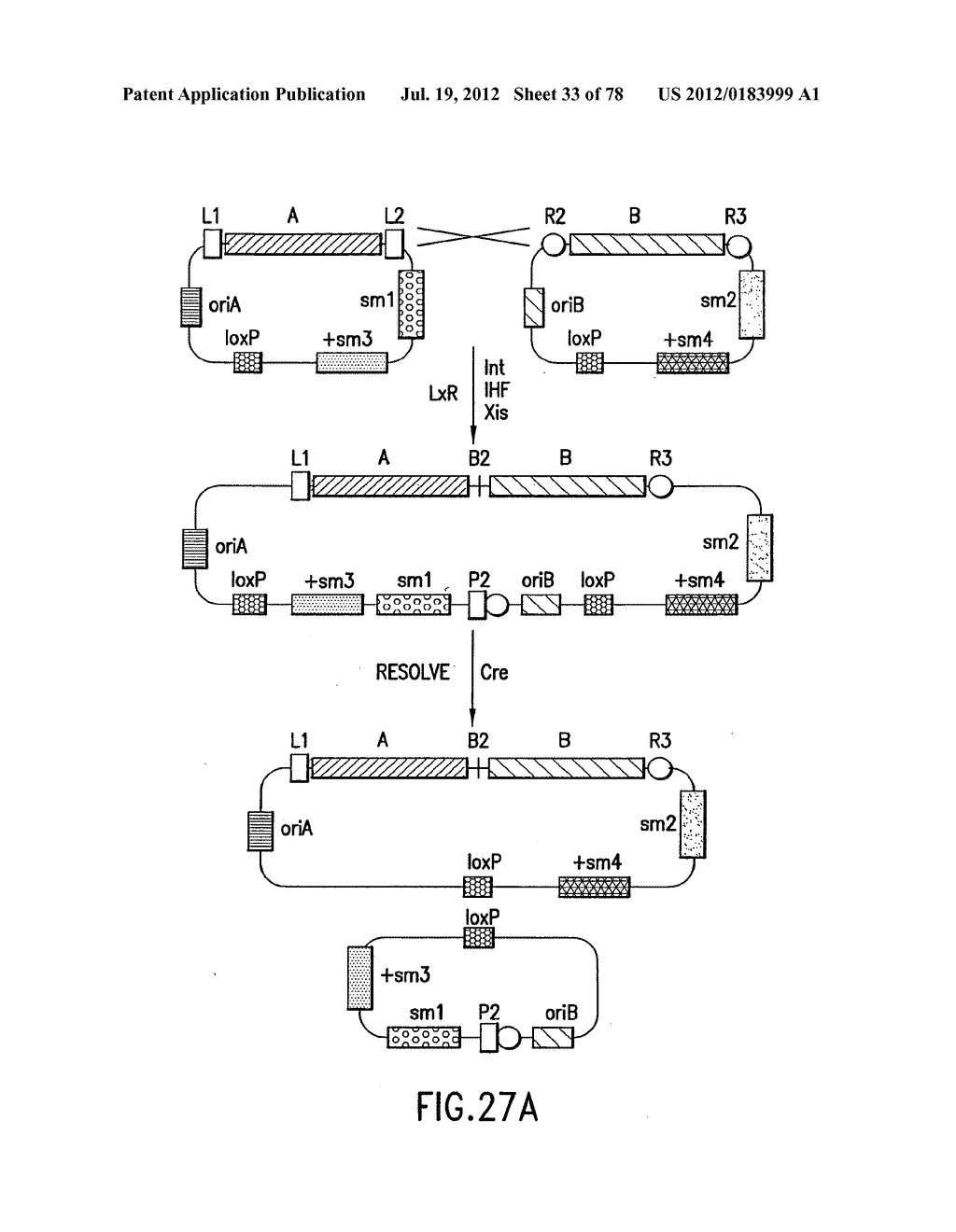 USE OF MULTIPLE RECOMBINATION SITES WITH UNIQUE SPECIFICITY IN     COMBINATIONAL CLONING - diagram, schematic, and image 34