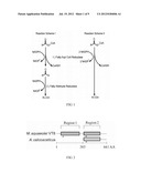 Reductase Enzymes diagram and image