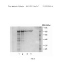 Reductase Enzymes diagram and image