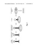 Methods for Generation of Reporter Phages and Immobilization of Active     Bacteriophages on a Polymer Surface diagram and image