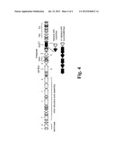 Methods for Generation of Reporter Phages and Immobilization of Active     Bacteriophages on a Polymer Surface diagram and image